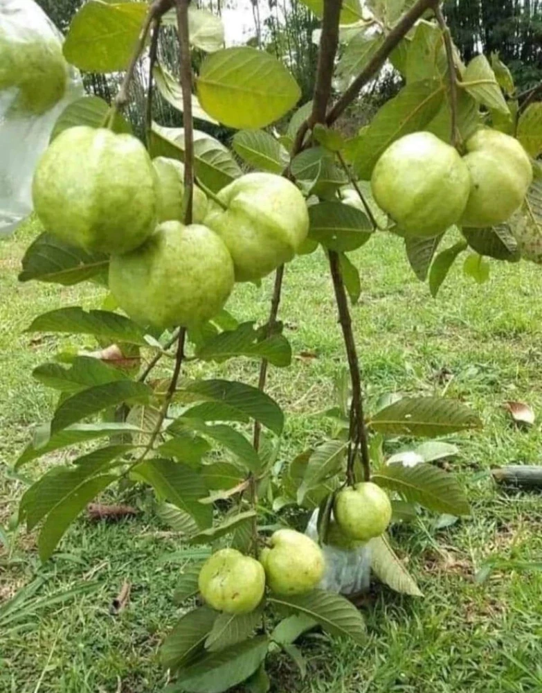 Indonesian Guava Live Tree – Psidium Guajava – Tropical Fruit Plant – 3-4 ft Tall - Image 5