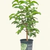 Indonesian Guava Live Tree – Psidium Guajava – Tropical Fruit Plant – 3-4 ft Tall - Image 1