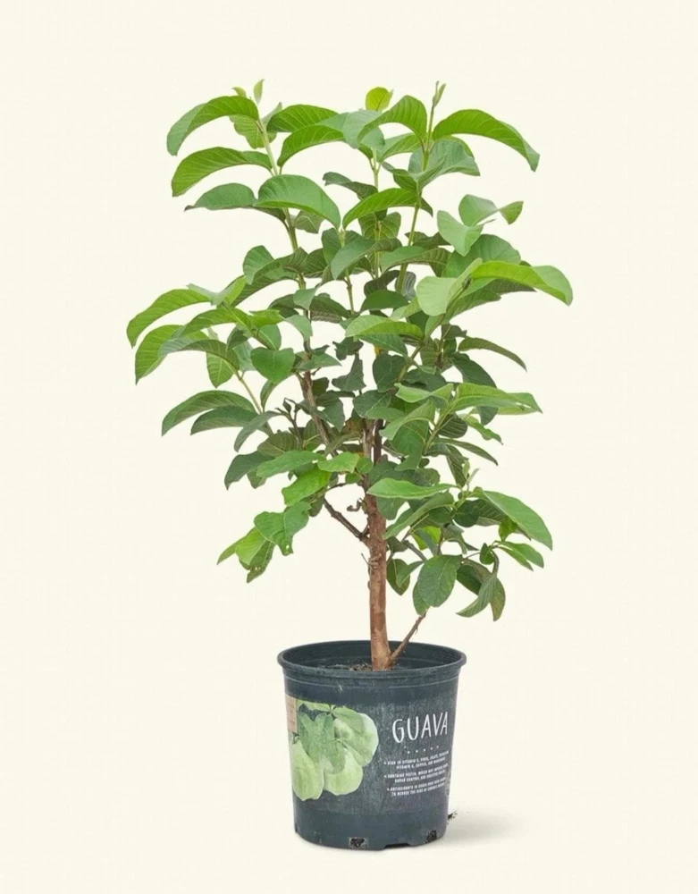 Indonesian Guava Live Tree – Psidium Guajava – Tropical Fruit Plant – 3-4 ft Tall - Image 1