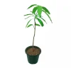 Irwin Mango Tree Live Plant – Sweet Tropical Fruit Tree – 10-24in Tall - Image 1