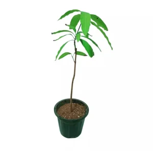 Irwin Mango Tree Live Plant – Sweet Tropical Fruit Tree – 10-24in Tall - Image 1