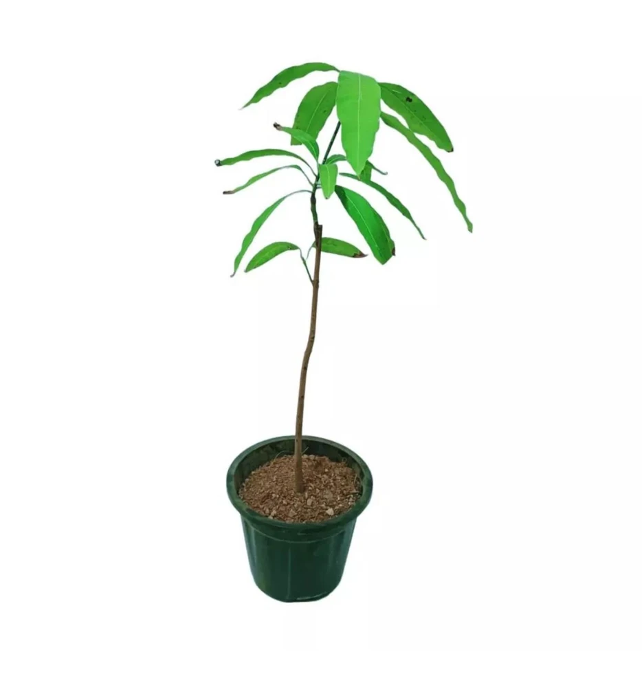 Irwin Mango Tree Live Plant – Sweet Tropical Fruit Tree – 10-24in Tall - Image 1