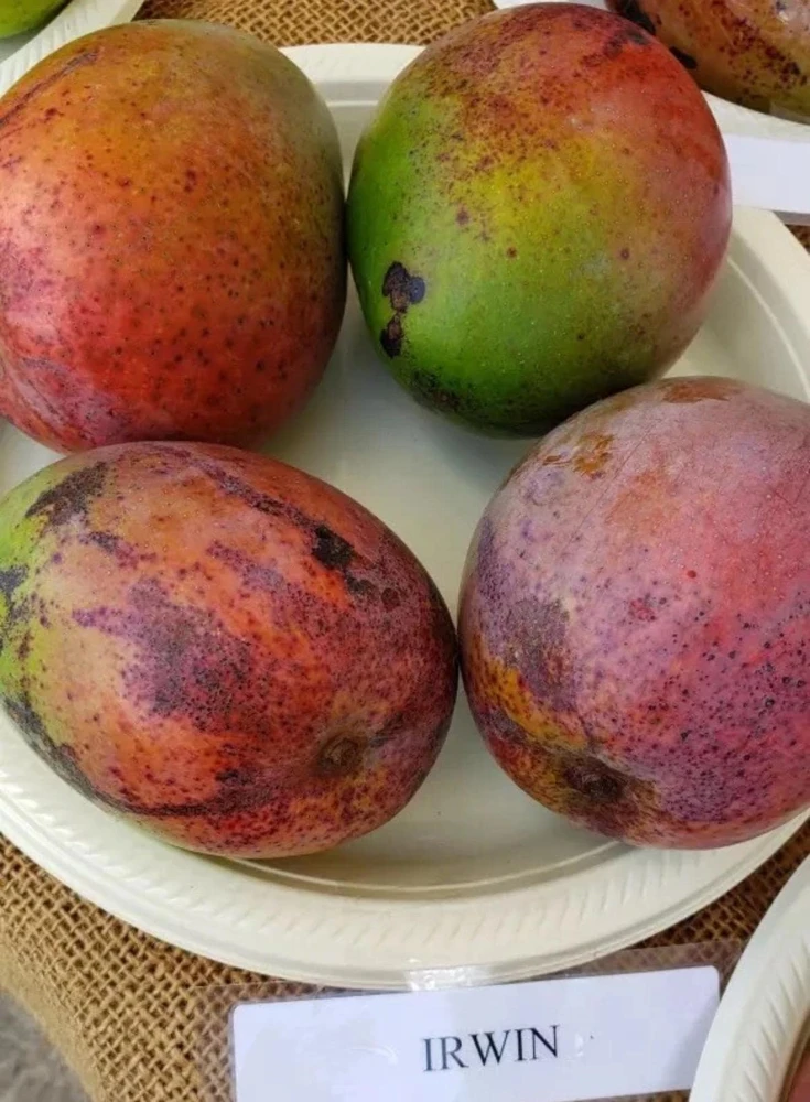Irwin Mango Tree Live Plant – Sweet Tropical Fruit Tree – 10-24in Tall - Image 2