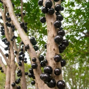 Jaboticaba Live Plant - 1 Ft Black Jabuticaba Fruit Tree Starter - Patio, Garden & Indoor - Image 6