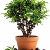 Jaboticaba Live Plant - 1 Ft Black Jabuticaba Fruit Tree Starter - Patio, Garden & Indoor - Image 1