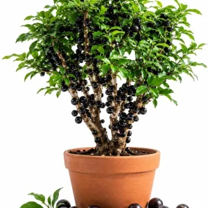 Jaboticaba Live Plant - 1 Ft Black Jabuticaba Fruit Tree Starter - Patio, Garden & Indoor - Image 1