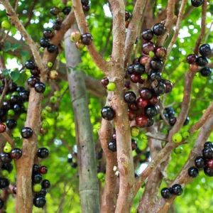 Jaboticaba Live Plant Set - 2 Pack, 1 Ft Tall Fruit Tree Starter for Patio - Image 2