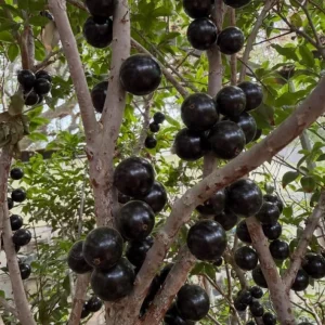 Jaboticaba Live Plant Set - 2 Pack, 1 Ft Tall Fruit Tree Starter for Patio - Image 3