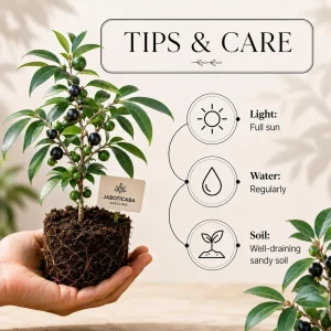 Jaboticaba Live Plant Set - 2 Pack, 1 Ft Tall Fruit Tree Starter for Patio - Image 4