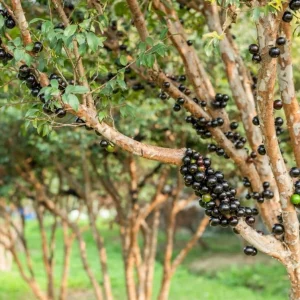 Jaboticaba Live Plant Set - 2 Pack, 1 Ft Tall Fruit Tree Starter for Patio - Image 5