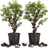 Jaboticaba Live Plant Set - 2 Pack, 1 Ft Tall Fruit Tree Starter for Patio - Image 1