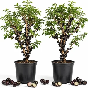 Jaboticaba Live Plant Set - 2 Pack, 1 Ft Tall Fruit Tree Starter for Patio - Image 1