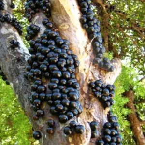 Jaboticaba Sabara Brazilian Grape Live Fruit Tree - 18-28 inches tall - Image 2