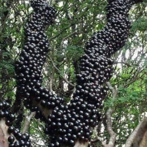 Jaboticaba Sabara Brazilian Grape Live Fruit Tree - 18-28 inches tall - Image 3