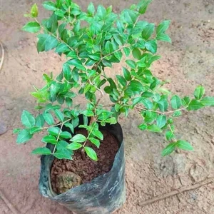 Jaboticaba Sabara Brazilian Grape Live Fruit Tree Plant - 14-20 inch Tall - Image 3