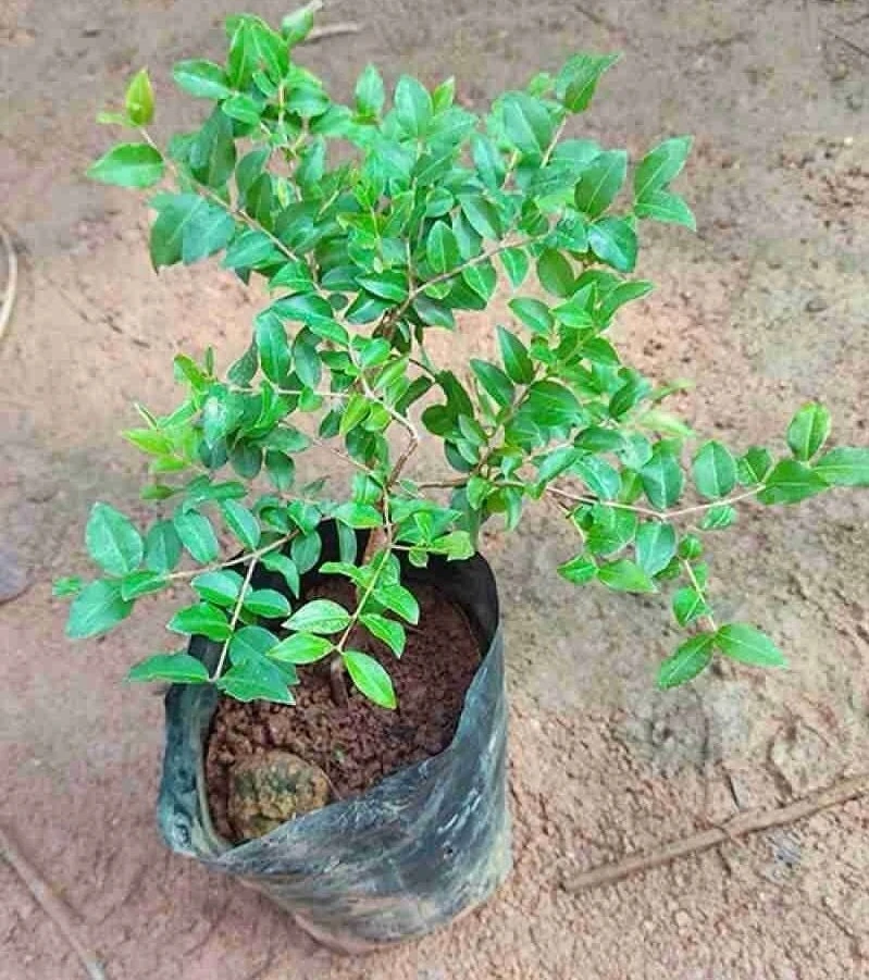 Jaboticaba Sabara Brazilian Grape Live Fruit Tree Plant - 14-20 inch Tall - Image 3