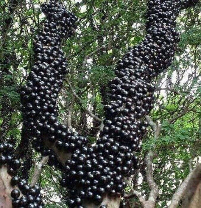 Jaboticaba Sabara Brazilian Grape Live Fruit Tree Plant - 14-20 inch Tall - Image 4
