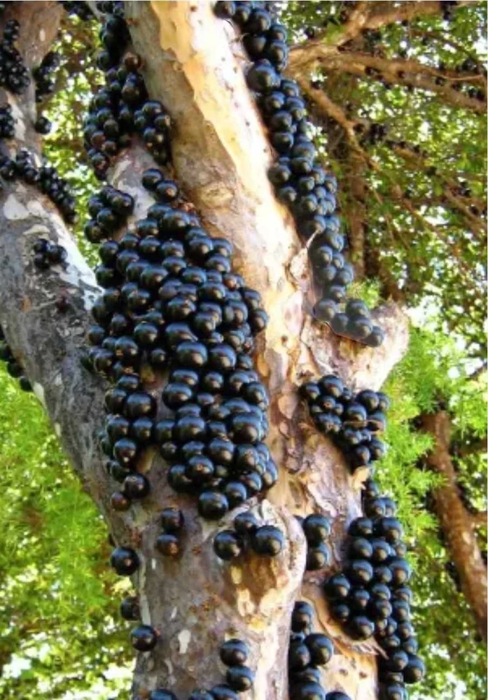 Jaboticaba Sabara Brazilian Grape Live Fruit Tree Plant - 14-20 inch Tall - Image 1