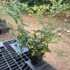 Jaboticaba Sabara Brazilian Grape Live Fruit Tree - 18-28 inches tall - Image 1