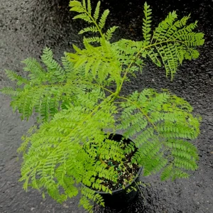 Jacaranda Mimosifolia Live Tree - Blue Jacaranda Plant 2-3 ft Tall - Outdoor - Image 4
