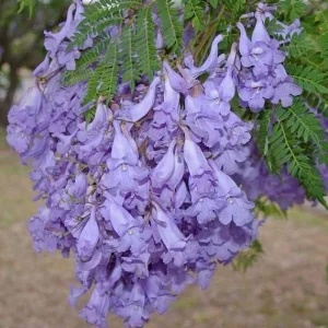 Jacaranda Mimosifolia Live Tree - Blue Jacaranda Plant 2-3 ft Tall - Outdoor - Image 5