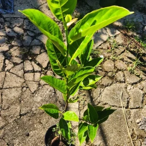 Jackfruit Live Tree (Artocarpus heterophyllus) 10-24in Tall - Tropical Fruit Plant - Image 2