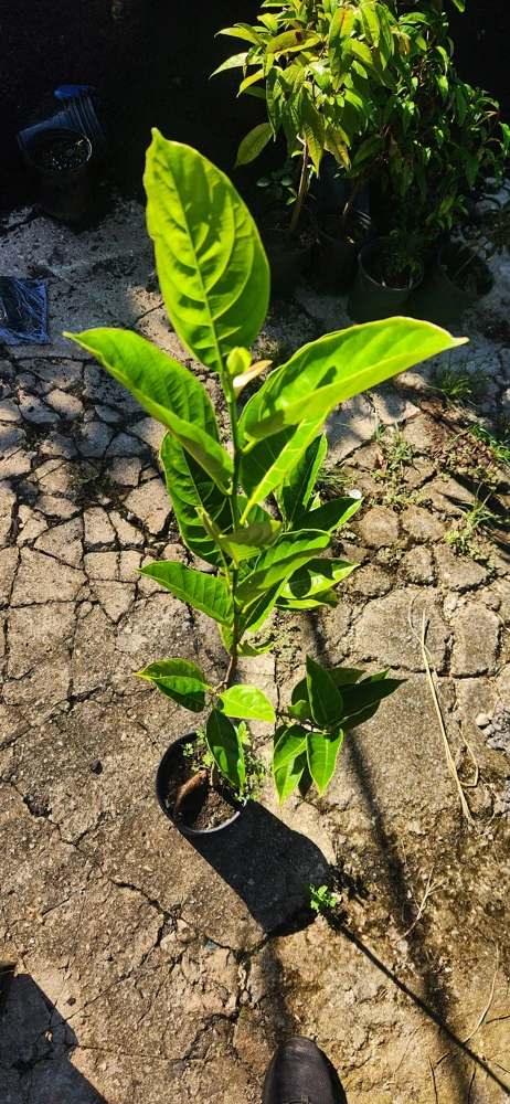Jackfruit Live Tree (Artocarpus heterophyllus) 10-24in Tall - Tropical Fruit Plant - Image 2