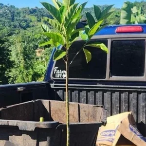 Jackfruit Live Tree (Artocarpus heterophyllus) 10-24in Tall - Tropical Fruit Plant - Image 3