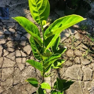 Jackfruit Live Tree (Artocarpus heterophyllus) 10-24in Tall - Tropical Fruit Plant - Image 4
