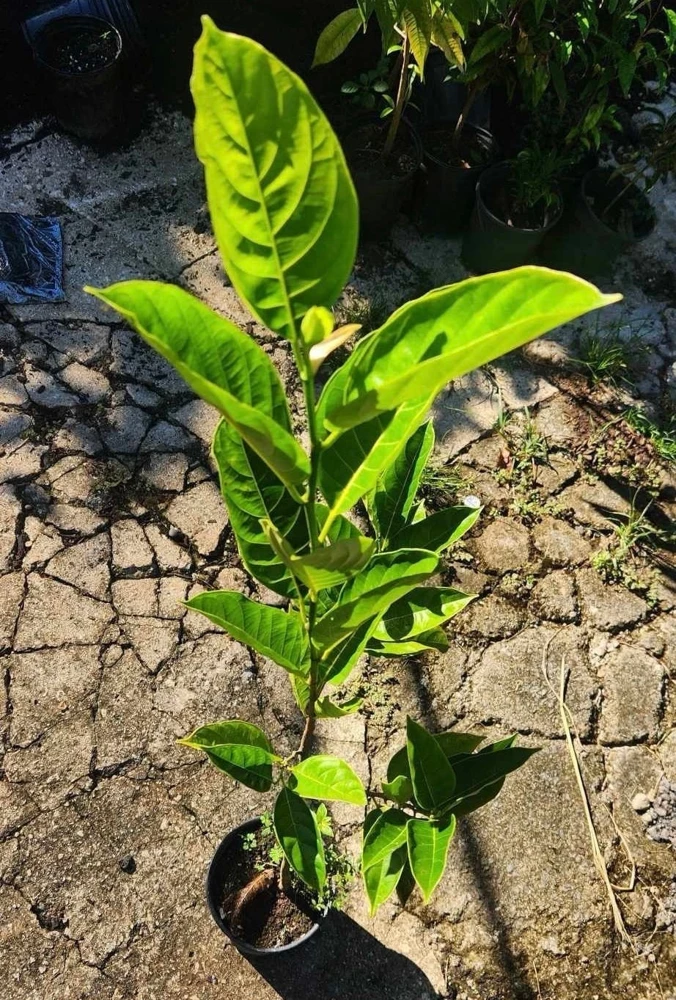 Jackfruit Live Tree (Artocarpus heterophyllus) 10-24in Tall - Tropical Fruit Plant - Image 4