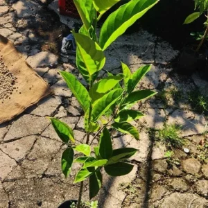 Jackfruit Live Tree (Artocarpus heterophyllus) 10-24in Tall - Tropical Fruit Plant - Image 5