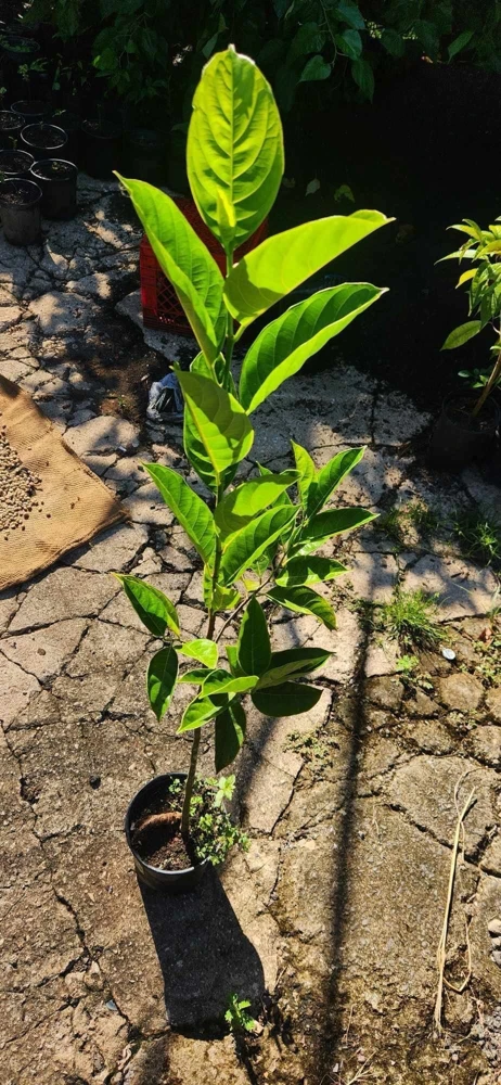 Jackfruit Live Tree (Artocarpus heterophyllus) 10-24in Tall - Tropical Fruit Plant - Image 5