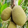 Jackfruit Live Tree (Artocarpus heterophyllus) 10-24in Tall - Tropical Fruit Plant - Image 1