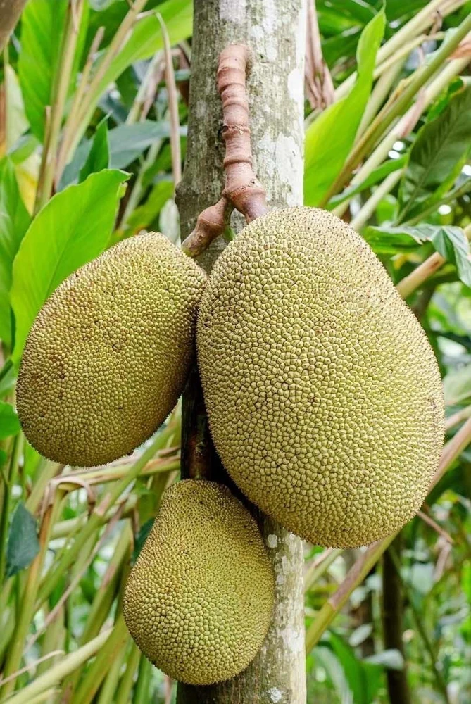 Jackfruit Live Tree (Artocarpus heterophyllus) 10-24in Tall - Tropical Fruit Plant - Image 1