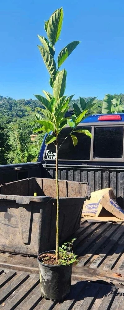 Jackfruit Tree Live Plant – Artocarpus heterophyllus – 2-3ft Tall – Outdoor Tropical Fruit Tree - Image 2