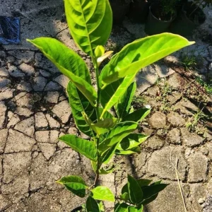 Jackfruit Tree Live Plant – Artocarpus heterophyllus – 2-3ft Tall – Outdoor Tropical Fruit Tree - Image 3