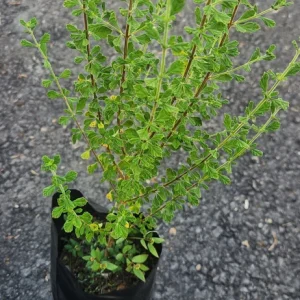 Jamaican Oregano Live Plant (Lippia micromera) - 1 Foot Tall - Culinary Herb - Image 3