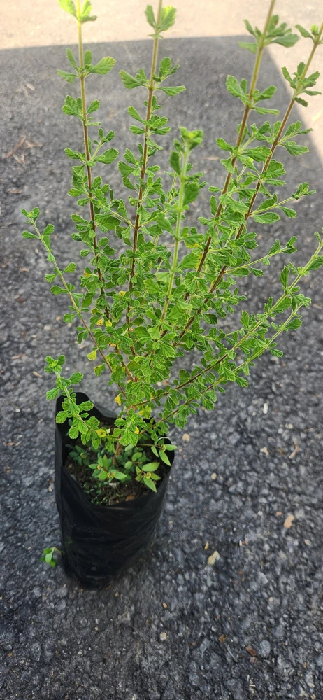 Jamaican Oregano Live Plant (Lippia micromera) - 1 Foot Tall - Culinary Herb - Image 3