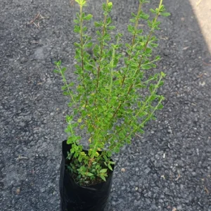 Jamaican Oregano Live Plant (Lippia micromera) - 1 Foot Tall - Culinary Herb - Image 4