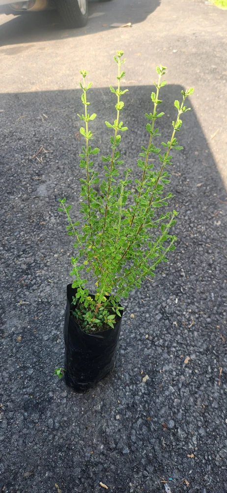 Jamaican Oregano Live Plant (Lippia micromera) - 1 Foot Tall - Culinary Herb - Image 4