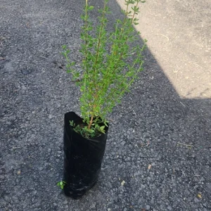 Jamaican Oregano Live Plant (Lippia micromera) - 1 Foot Tall - Culinary Herb - Image 5