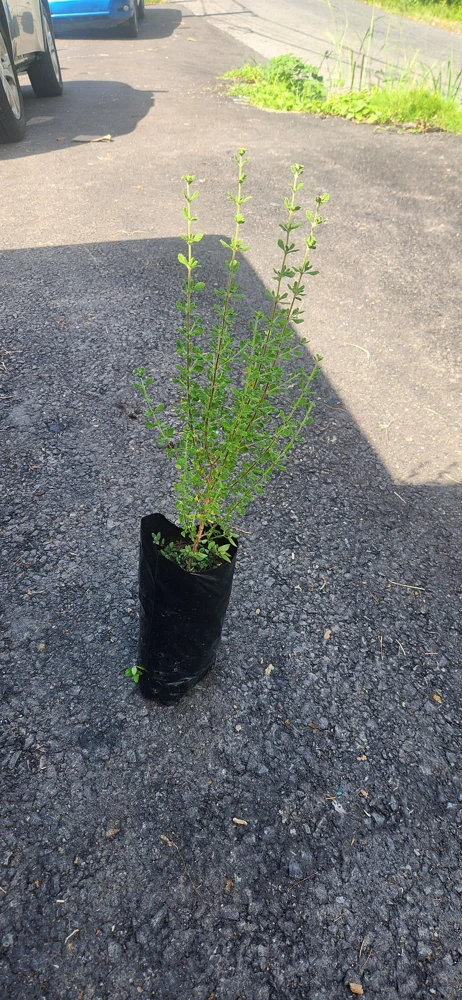Jamaican Oregano Live Plant (Lippia micromera) - 1 Foot Tall - Culinary Herb - Image 5
