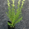 Jamaican Oregano Live Plant (Lippia micromera) - 1 Foot Tall - Culinary Herb - Image 1