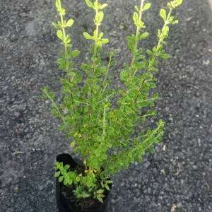 Jamaican Oregano Live Plant (Lippia micromera) - 1 Foot Tall - Culinary Herb - Image 1