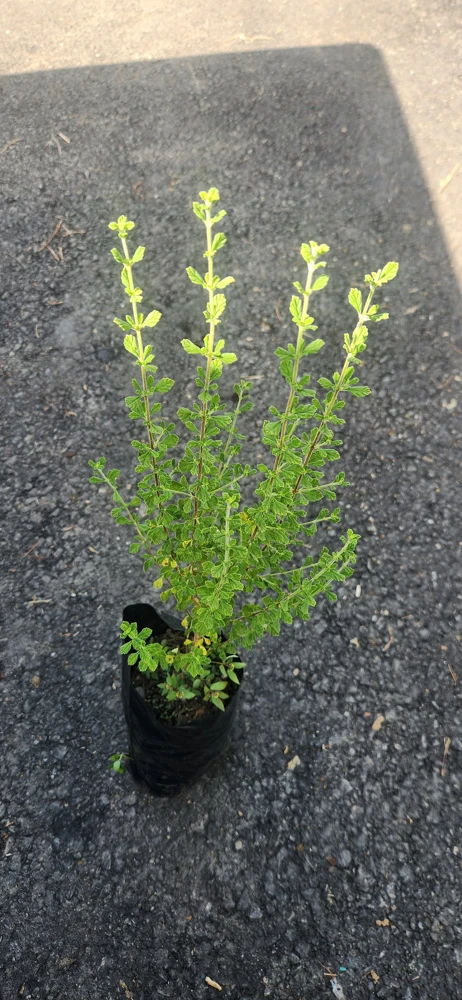 Jamaican Oregano Live Plant (Lippia micromera) - 1 Foot Tall - Culinary Herb - Image 1