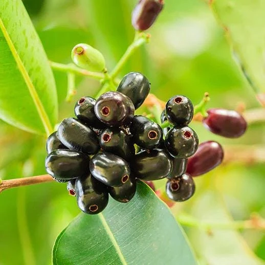 Jambolan Live Fruit Tree – Syzygium cumini – 10-24 Inches Tall – Java Plum - Image 2