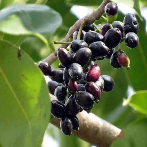 Jambolan Live Fruit Tree – Syzygium cumini – 10-24 Inches Tall – Java Plum - Image 3