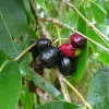 Jambolan Live Fruit Tree – Syzygium cumini – 10-24 Inches Tall – Java Plum - Image 1