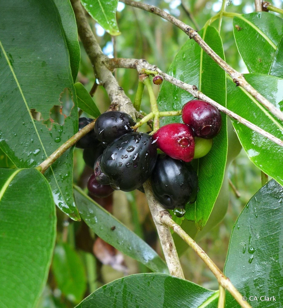 Jambolan Live Fruit Tree – Syzygium cumini – 10-24 Inches Tall – Java Plum - Image 1