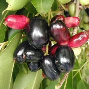 Jambolan Live Fruit Tree – Syzygium cumini – 10-24 Inches Tall – Java Plum - Image 4